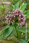 Common Milkweed (Asclepias syriaca)